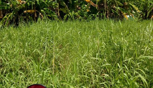 Kẹt Tiền Bán Gấp Đất Bình Chánh, 300 M2 Mặt Tiền Liên ấp 2-3, Xã Đa Phước,Bình Chánh