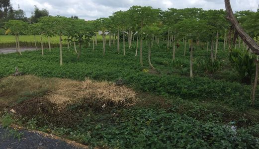 Cần Sang Gấp 1350m2 Mặt Tiền Đường Liên Ấp 4-5 Xã Đa Phước, Huyện Bình Chánh.