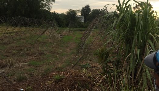 Cần Sang Lại 601 M2 Mặt Tiền Đường Liên Ấp 4-5 Xã Đa Phước, Bình Chánh.