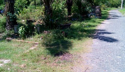 Bán Lô Gốc Hai Mặt Tiền Đường 119m2 , Hướng Nam , Vị Trí Đẹp Khu Phước Kiểng Nhà Bè , Giá 24 Tr/M2