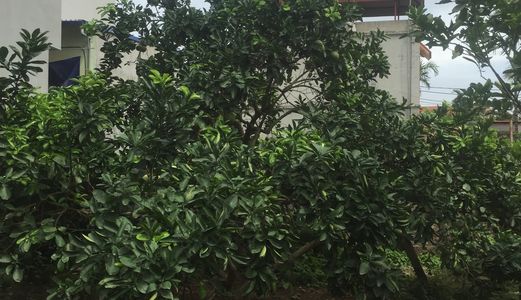 Bán Đất Tổ 1-Yên Nghĩa-Hà Đông- 57m2- Ngõ Rộng 3m-19tr/M2