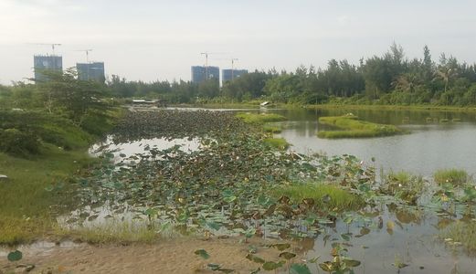 Cần Bán Gấp Lô Đất Gần Fpt City Đà Nẵng, Giá 4.1Tr/M2, 140m2