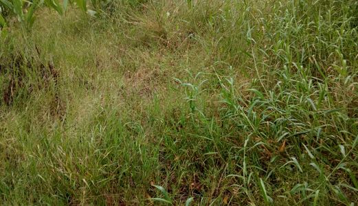 Chú 7 Cần Tiền Nên Bán Gấp Lô Đất 251m2 .Giá 650 Triệu Cần Guộc Long An