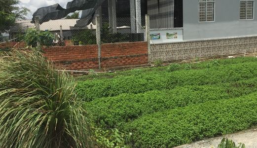 Bán Nhà Vườn Bình Chánh Dt 860m2 Giá Bèo 2.8 Tr/M2