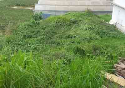 Xây Nhà Trọ Kinh Doanh Ổn Định Với Đất Mặt Tiền P8 Đà Lạt – Bất Động Sản Liên Minh