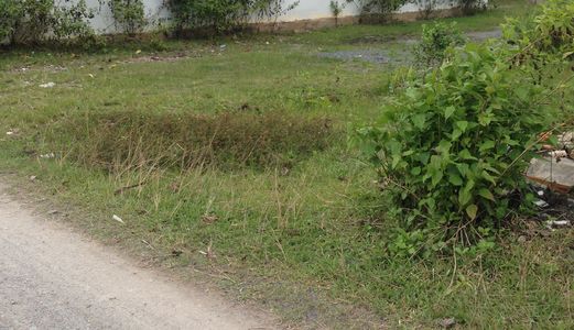 730 Triệu/5x13 Mặt Tiền Đại Phước –Nhơn Trạch( Cách CÁT LÁI 2km),SHR, Lý Thái Tổ Vào 6m (Như Hình)