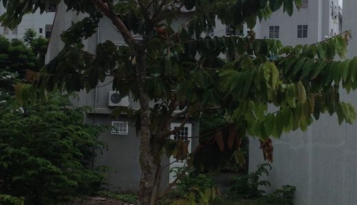 Đất Cổ Mân Mai 4 Hướng Đông Quận Cẩm Lệ Không Nhà Thờ Đường 5,5M