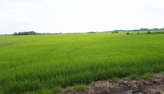 Đất Nông Nghiệp Hóc Môn Giá 450K/m2, Pháp Lí Rõ Ràng Có Shr, Không Dính Qui Hoạch