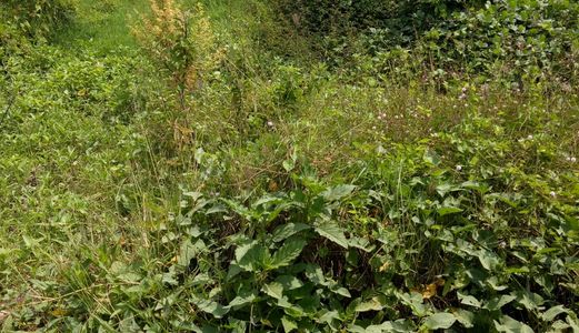 Bán Gấp 1268M2 Giá.1.2 Tỷ Giá Rẻ, Đường Quy Đức, Bình Chánh 