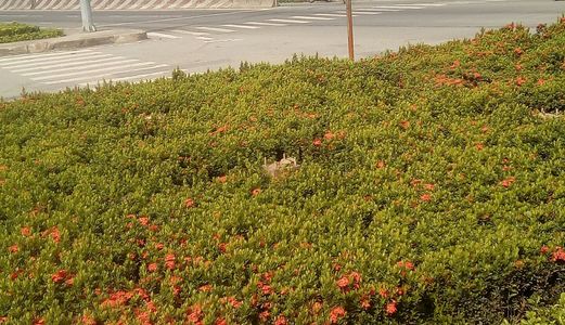 Đất Thổ Cư Ngân Hàng Vib Thanh Lý 50 Nền, 450Tr/ 1 Lô, 670Tr/1 Lô, 810Tr/1 Lô, Shr. Chính Chủ