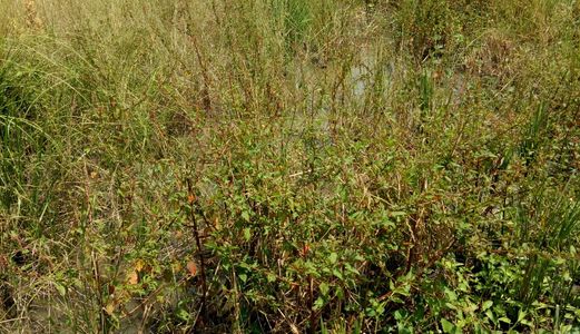 Bán 1000m2 Giá 2.4 Tỷ Mặt Tiền Đường Bùi Văn Sự , Bình Chánh