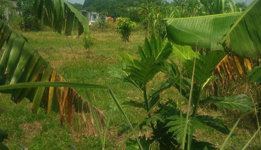 1Tr/m2 Đất Mặt Tiền Đường Qui Đức, Bình Chánh.