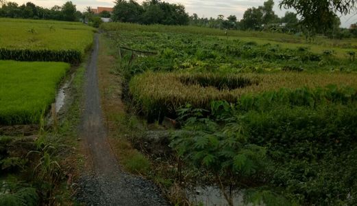 Cần Tiền Sang Gấp 1268M2 Đất Ngay Nhánh Quy Đức Xã Quy Đức Huyện Bình Chánh