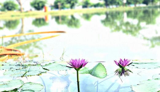 Mở Bán Khu Đô Thị Sinh Thái Nghĩ Dưỡng Dễ Dàng Sở Hữu Bậc Nhất Chỉ 650Tr/ Nền Gần Bến Xe Miền Tây.