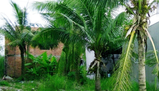 Hot! Đất 2900m2 Xây Biệt Thự Ven Sông, Chỉ 4tr/m2, Nhà Bè. Lh: 0166.599.4903