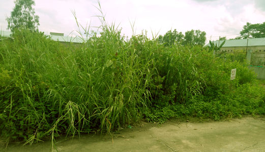 Cần Sang Nhanh Lô Đất 3400m2, Rộng Rãi, Khu Vực Long Thới, Nhà Bè