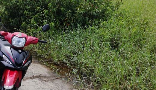 Bán Đất Thổ Cư Đường Lộc Trung, Xã Mỹ Lộc, Huyện Cần Giuộc, Giá 200 Triệu