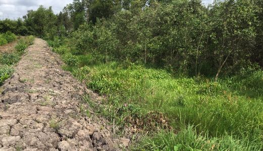 Kẹt Tiền Cần Bán 6 Công Đất. Giá 500 Tr