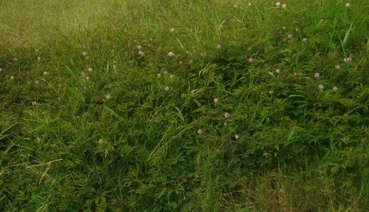 Bán 467M2 Có 296M2 Đất Thổ Cư Nhánh Hương Lộ 11 Xã Quy Đức, Bình Chánh