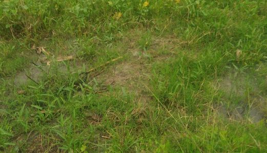 Đất Thổ Cư Chính Chủ 477M2 Bán Gấp, Giá 2,3 Tỷ Nhánh Hương Lộ 11, Xã Hưng Long, Bình Chánh.