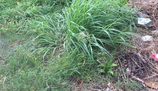 Ngân Hàng Đông Á Thanh Lý 100m2 Đất Gần Café Amy , Phú Hòa , Thủ Dầu Một , Bình Dương