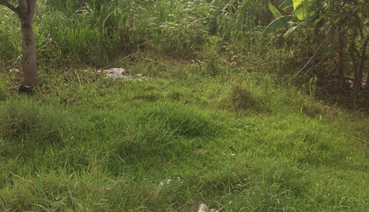 Trả Nợ Ngân Hàng Cần Bán Gấp 1000M2 Đường 6T,hưng Long , Bình Chánh