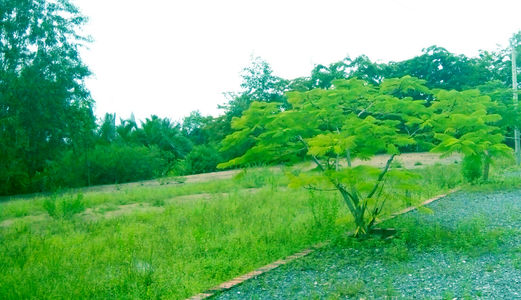 Cần Bán 360m2 Đất Đường Ô Tô, Liền Kề Kdc 274, Long Thới, Nhà Bè, Chỉ 1.6 Tỷ, Shr