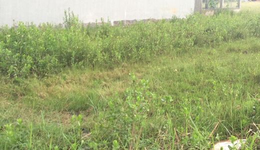 585Tr/ 5X19M Thổ Cư, Shr, Đường Bê Tông 8M Thông Dài, Kdc Đông Đúc, Gần Chợ, Trường, Buôn Bán Được 