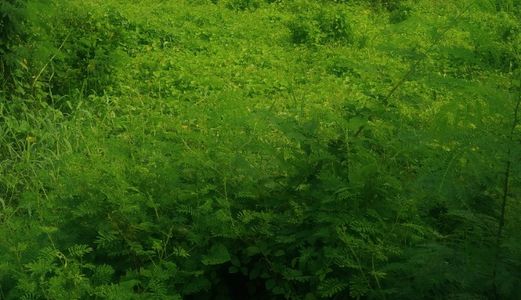 Bán 1092M2 Có 120M2 Thổ Cư Xã Tân Quý Tây, Huyện Bình Chánh