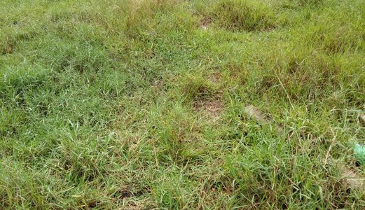 Vỡ Nợ Cần Bán Gấp 1490m2 Có 120m Thổ Cư Đất 2 Mặt Tiền Xã Tân Quý Tây, Bình Chánh.