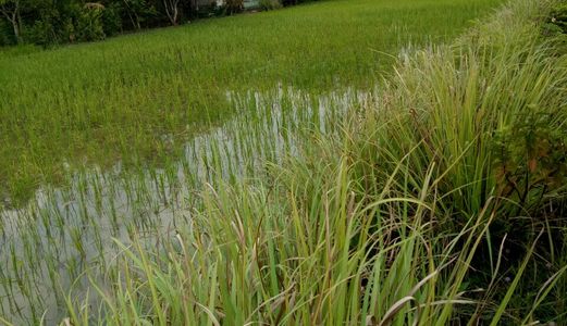 Định Cư Nước Ngoài Bán 1000m2 Đất Hai Mặt Tiền, Hưng Long, Bình Chánh