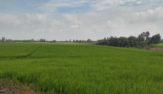 Bán Đất Nông Nghiệp Huyện Hóc Môn Giá Chỉ 450K/m2