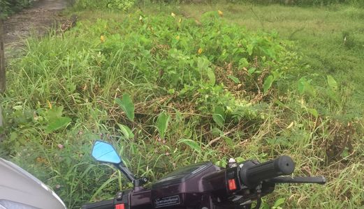 1101 M2 Thổ Cư Đường Tân Liễu Xã Tân Quý Tây, Bình Chánh.