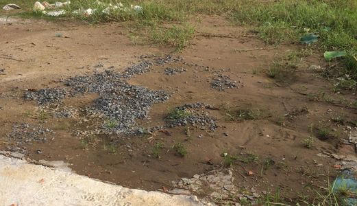 Đất Bình Chánh 188M2, Giá 650Tr Đường Nhánh Đoàn Nguyễn Tuân, Xã Tây Qúy Tây