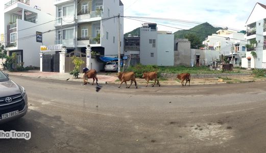 Đất Vĩnh Hoà Hòn Xện Mặt Đường Lý Thái Tổ Giá 39 Tr / M