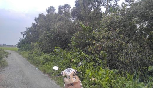 Bán 1 Số Lô Đất Nông Nghiệp Huyện Hóc Môn Giá Dẻ Nhất Thị Trường 450K/m2