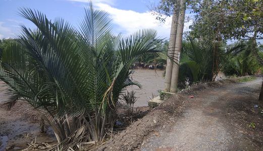 7962m2 Đất Nông Nghiệp , Tiềm Năng (An Thới Đông)