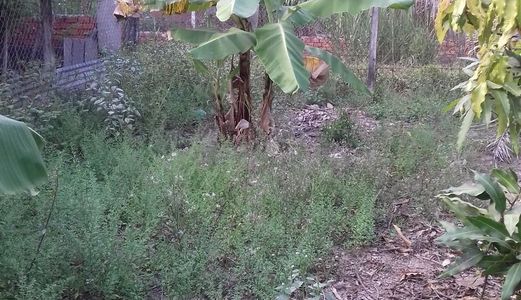 Bán Đất Chính Chủ Tại Thôn Thanh Trí - Xã Minh Phú - Huyện Sóc Sơn - Hà Nội