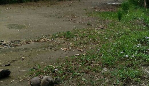 Cần Tiền Sang Lại 125 M2 Xã Đa Phước, Bình Chánh.