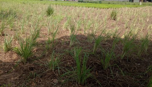 Đất Khu Dân Cư Nam Long Bến Lức Long An