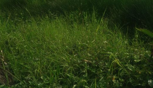 Bán 1090m2 Có 120m2 Thổ Cư Xã Tân Quý Tây, Huyện Bình Chánh