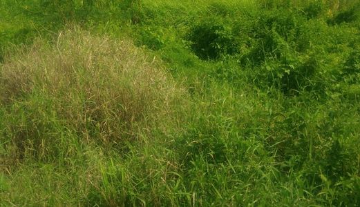 Bán 1000M2 Có 120M2 Thổ Cư Xã Tân Quý Tây, Huyện Bình Chánh