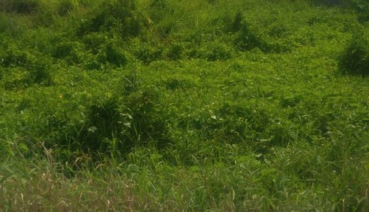 Đất Mặt Tiền Bình Chánh 1111m2, Có 120m2 Thổ Cư, Giá: 2,9 Tỷ.