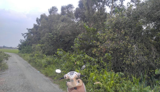 Bán Đất Nông Nghiệp Khu Vực Hóc Môn Giá Rẻ 450K/m2