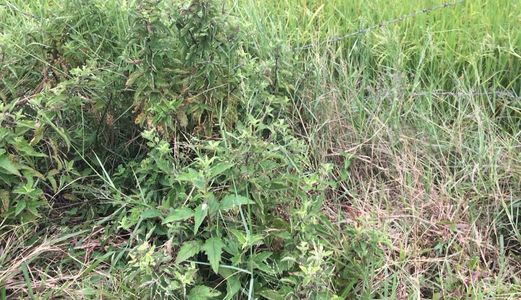 Bán Đất Thổ Cư Ở Bình Thủy Đức Hòa Thượng Long An 