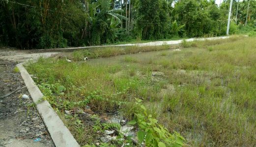 Đất Nông Nghiệp Huyện Hóc Môn Hiện Đang Trồng Cây Gỗ Giá Chỉ 490K/m2