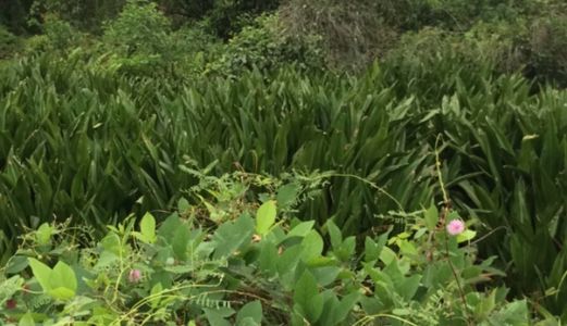 Bán Đất Xây Xưởng 53000M2 Mặt Tiền Xã Hòa Khánh Tây Đức Hòa Long An