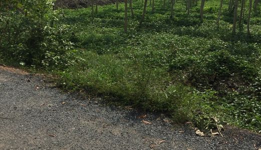 Đất Giá Tốt Cho Đầu Tư Khu Vực Bình Chánh, 120 M2 Giá 488 Tr.