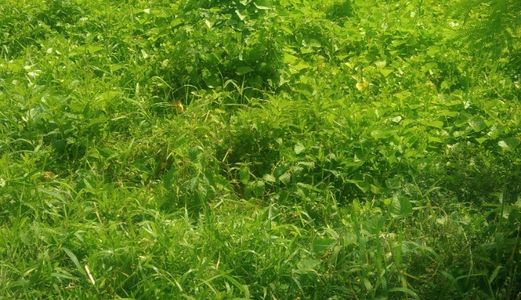 Bán Gấp 140M2 Nhánh An Phú Tây_Hưng Long, Xã Hưng Long, Huyện Bình Chánh