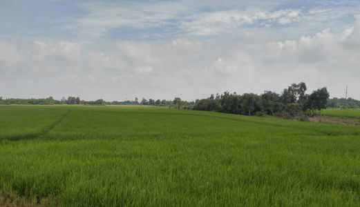 Bán Đất Nông Nghiệp Hóc Môn Cách Dương Công Khi 300M Giá 450K/m2